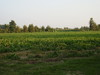 radici_2