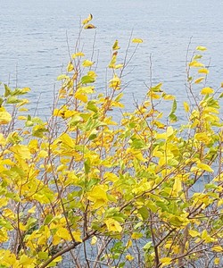 Lago Albano rid